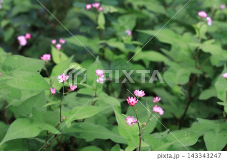 可憐なピンクの花ミゾソバ 可憐なピンクの花ミゾソバ 143343247