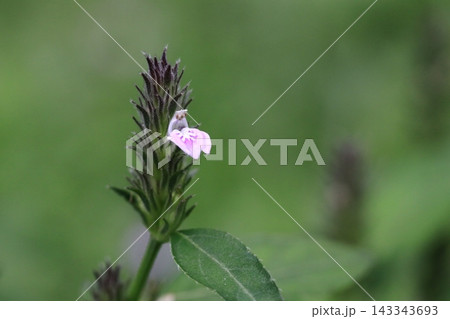 キツネノマゴの花 143343693