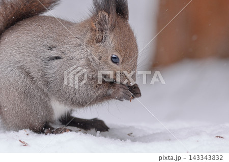 エゾリス 雪 エゾリス 雪 143343832