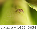 まだ身体が小さいハエトリグモの幼体 143343854