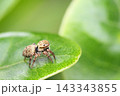 丸い葉っぱに乗るハエトリグモ 143343855