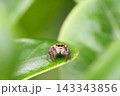 葉っぱからこちらを見るハエトリグモ 143343856