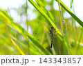 葉っぱにとまるトンボ 143343857