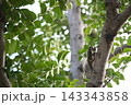 樹にとまるクマゼミ 143343858