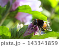 花の蕾にとまるオオハナアブ 143343859