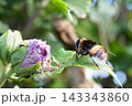 蜜を探しているオオハナアブ 143343860