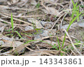 枯れ葉の中にひそむトノサマバッタ 143343861