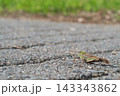 アスファルトの道を歩くトノサマバッタ 143343862