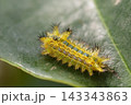 アオイラガの幼虫 143343863