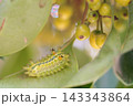 アオイラガの幼虫と樹の実 143343864