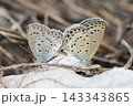 交尾中のシジミチョウ 143343865