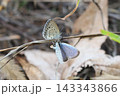 交尾器を向けて求愛するシジミチョウ 143343866