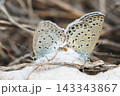 交尾中のシジミチョウ 143343867