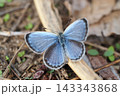 開翅するシジミチョウ 143343868