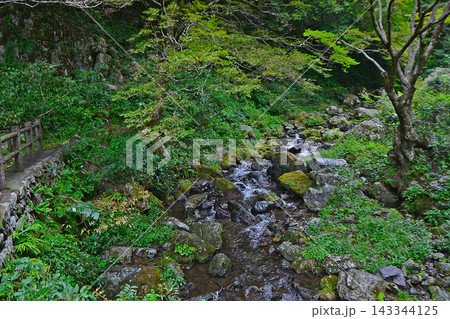 緑深い木々と苔むした岩の間を清らかな水が流れる自然豊かな渓流 143344125
