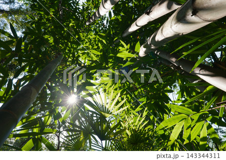 Sunlight Piercing Through Bamboo Forest in Chengdu 143344311