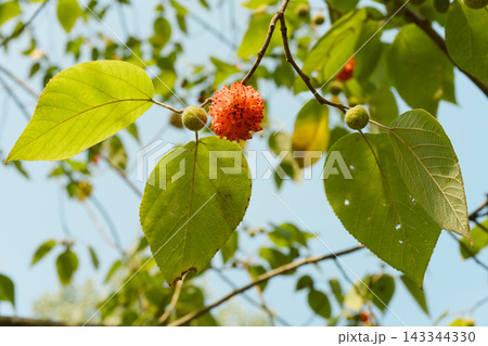 Vibrant Red Berry Among Green Leaves in Chengdu 143344330