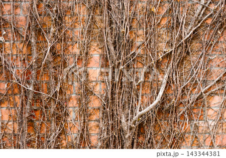 Dead Climbing Vines On A Red Brick Wall With Winter Texture And Architectural Detail 143344381