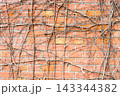 Brick Wall With Dried Vines and Organic Texture, Weathered Red Brick Background 143344382