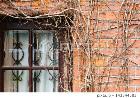 Old Brick Wall With Leafless Vines Crawling Around A Window With Iron Grille 143344383