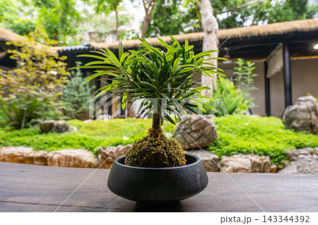 A small bonsai tree on a wooden table A small bonsai tree on a wooden table 143344392
