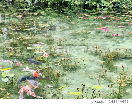 モネの池で泳ぐ鯉と睡蓮 モネの池で泳ぐ鯉と睡蓮 143344441