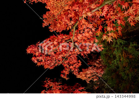 【日本の風景】ライトアップに浮かび上がる美しい秋の紅葉と風情ある日本庭園 【日本の風景】ライトアップに浮かび上がる美しい秋の紅葉と風情ある日本庭園 143344998