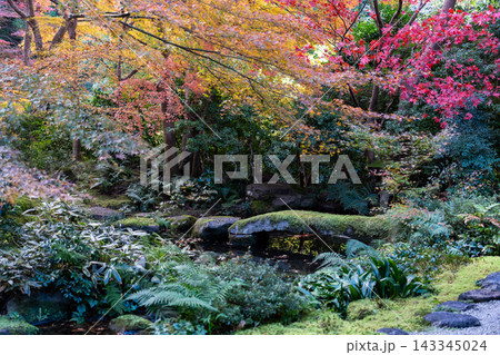 【日本の風景】青もみじと美しい苔庭の風情ある日本庭園景観 【日本の風景】青もみじと美しい苔庭の風情ある日本庭園景観 143345024
