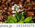 オサバグサ 143345079