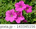 ペチュニア 桃色吐息 143345156