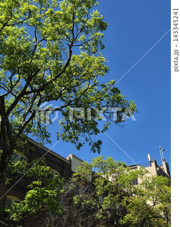 These are Australian buildings and street trees.	 143345241
