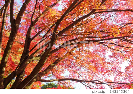 鮮やかに紅葉したカエデ 143345364