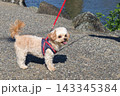 チワプーの散歩 143345384
