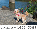 チワプーの散歩 143345385