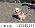 チワプーのおすわり 143345388