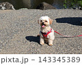 チワプーのおすわり 143345389