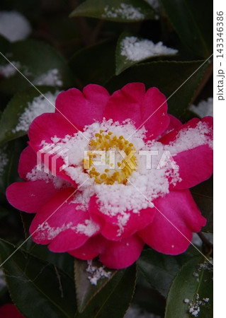 サザンカに降り積もった雪 143346386