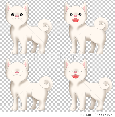 可愛い柴犬(白柴)のイラスト 可愛い柴犬(白柴)のイラスト 143346497
