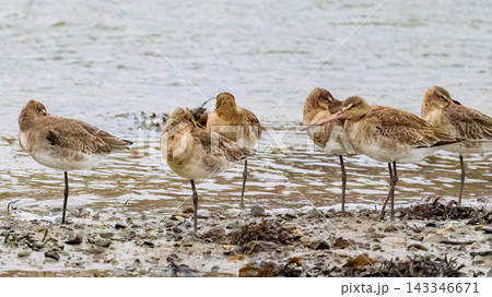 Several birds with long legs stand on a rocky shore near the water. Some of the birds have their eyes closed, appearing to rest or doze on the shore. 143346671