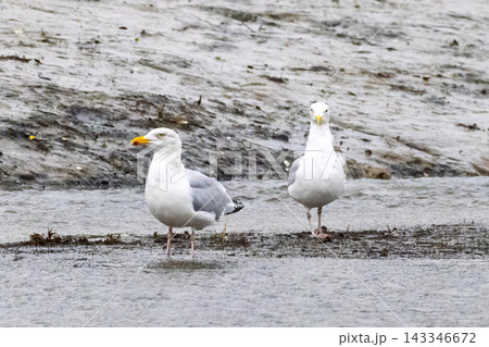 Two European herring gulls standing in shallow mudflat water on a cloudy day 143346672