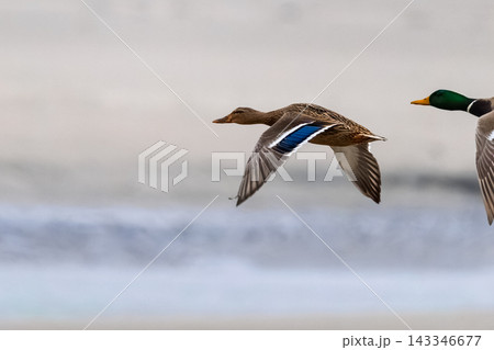 Female mallard duck flying in mid-air above coastal water with blue wing speculum visible 143346677