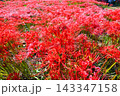 彼岸花、ヒガンバナ 143347158