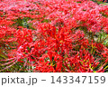 彼岸花、ヒガンバナ 143347159