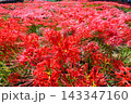 彼岸花、ヒガンバナ 143347160