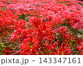 彼岸花、ヒガンバナ 143347161