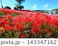 彼岸花、ヒガンバナ 143347162