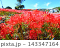 彼岸花、ヒガンバナ 143347164