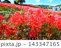 彼岸花、ヒガンバナ 143347165