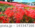 彼岸花、ヒガンバナ 143347166