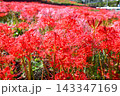 彼岸花、ヒガンバナ 143347169
